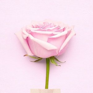 Meet your Posher, Josenia